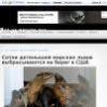 Сотни детенышей морских львов выбрасываются на берег в США