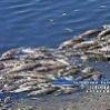В пензенском водоеме зафиксирована массовая гибель рыбы
