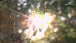 Весенний лес | С любовью к русской природе