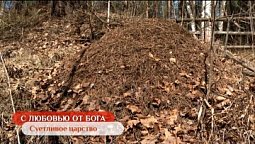 Суетливое царство | С любовью от Бога