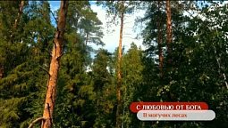 В могучих лесах | С любовью от Бога