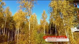 Золотой лес | С любовью от Бога