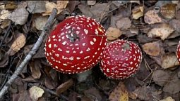 Осенняя прогулка | С любовью к русской природе