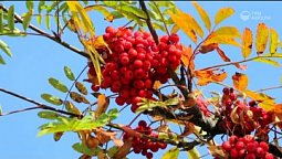 Осенний ролик | Библия и природа