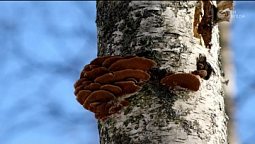 Ростополь | Библия и природа