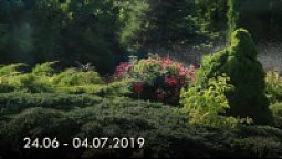 Видеонастроение 24.06−04.07.19