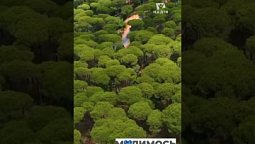 Молитва наДІЇ | Божі обітниці