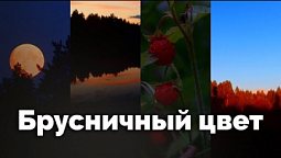 Брусничный цвет | С любовью к русской природе