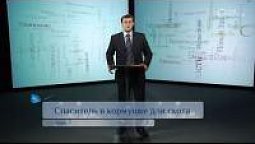 Спаситель в кормушке для скота