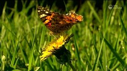 Подарок | С любовью к русской природе