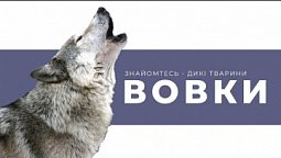 Чи варто боятись вовків? | Дикі тварини, Випуск #5