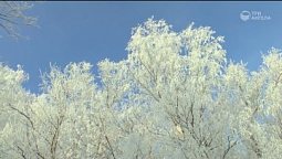 Зимний ролик | Библия и природа