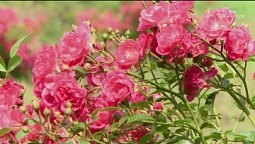 Алые цветы | С любовью к русской природе