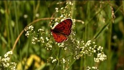 Лесная сказка | С любовью к русской природе