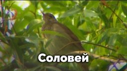 Соловей | Природные открытки