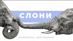 Слони | Дикі тварини