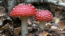 Звуки осеннего леса | С любовью к русской природе