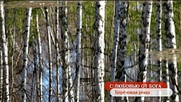 Берёзовая роща | С любовью от Бога