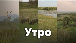 Утро | С любовью к русской природе