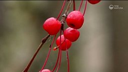 Яблоня сливолистная | Библия и природа