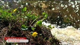 Весенние воды | С любовью от Бога