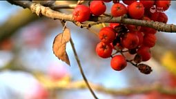 Рябиновая осень | С любовью к русской природе