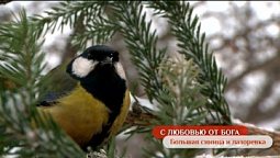 Большая синица и лазоревка | С любовью от Бога