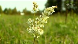 Диковинные наряды | С любовью к русской природе