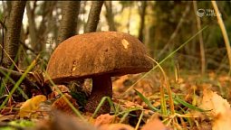 Златоцвет | Библия и природа