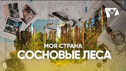 Сосновые леса |  Моя страна