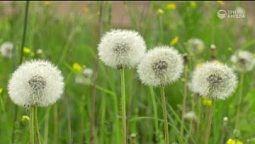 Зелень лета