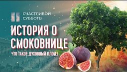 Что такое "духовный плод"? | Счастливой субботы