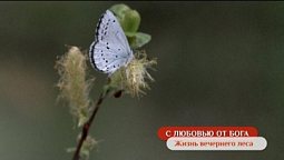 Жизнь вечернего леса | С любовью от Бога