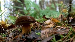 Утро октября | С любовью к русской природе