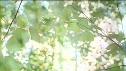 Листом зелёным леса дышали | С любовью к русской природе