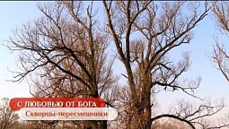 Скворцы-пересмешники | С любовью от Бога