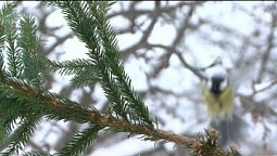 В седом лесу | Библия и природа