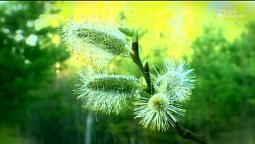 Однажды | Библия и природа